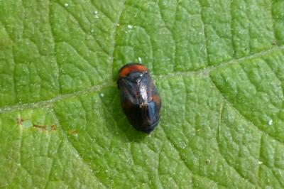 <i>Penthimia nigra</i>