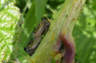 <i>Centrotus cornutus</i>