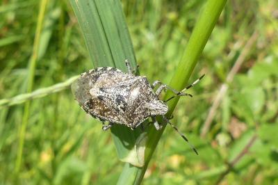 <i>Rhaphigaster nebulosa</i>
