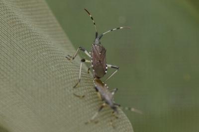 <i>Dicranocephalus albipes</i>