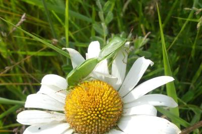 <i>Nezara viridula</i>