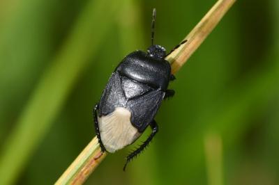 <i>Cydnus aterrimus</i>