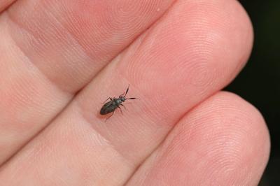 <i>Heterocordylus</i>