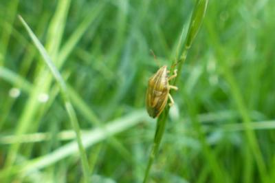 <i>Aelia acuminata</i>