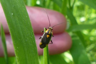 <i>Capsodes flavomarginatus</i>