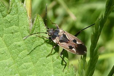 <i>Rhyparochromus vulgaris</i>
