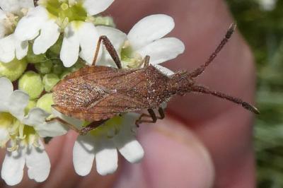 <i>Coriomeris denticulatus</i>