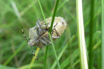 <i>Rhaphigaster nebulosa</i>