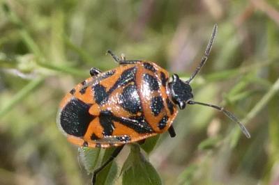 <i>Eurydema ornata</i>