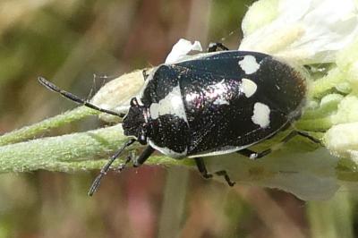 <i>Eurydema oleracea</i>