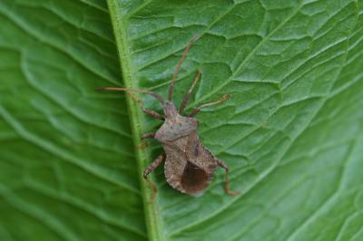 <i>Coreus marginatus</i>