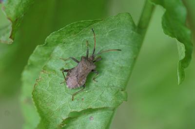 <i>Coreus marginatus</i>