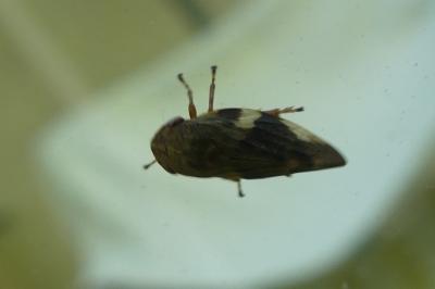 <i>Aphrophora alni</i>