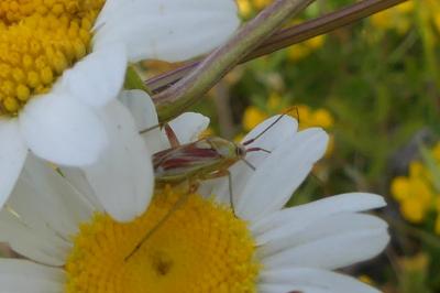 <i>Calocoris roseomaculatus</i>