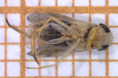 <i>Sigara lateralis</i>