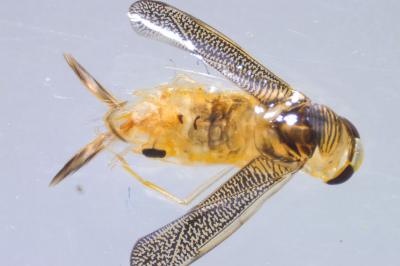 <i>Sigara striata</i>
