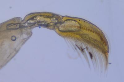 <i>Sigara lateralis</i>
