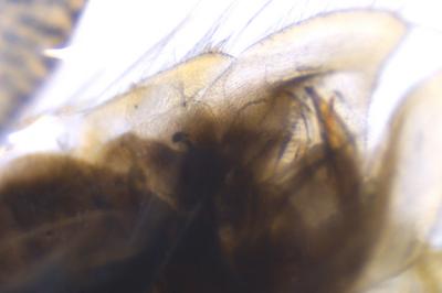 <i>Sigara lateralis</i>