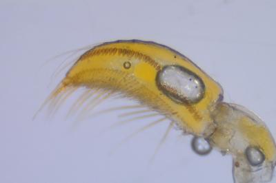 <i>Sigara striata</i>