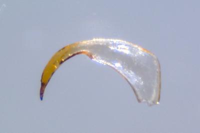 <i>Sigara striata</i>