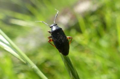 <i>Capsus ater</i>
