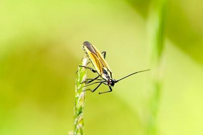 <i>Leptopterna dolabrata</i>