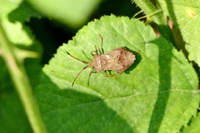 <i>Coreus marginatus</i>