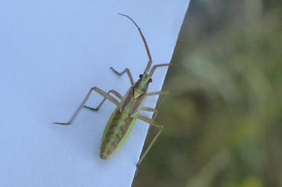 <i>Leptopterna ferrugata</i>