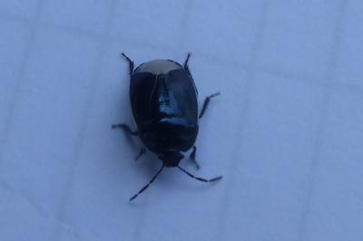 <i>Canthophorus</i>