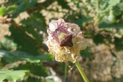<i>Dolycoris baccarum</i>