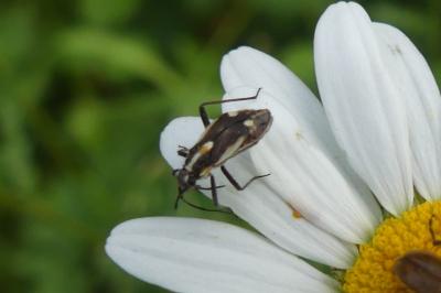 <i>Capsodes sulcatus</i>