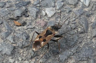 <i>Rhyparochromus vulgaris</i>