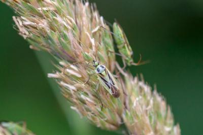<i>Stenotus binotatus</i>