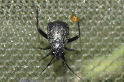 <i>Orthocephalus</i>