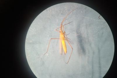 <i>Megaloceroea recticornis</i>