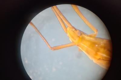 <i>Megaloceroea recticornis</i>