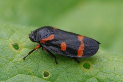 <i>Cercopis intermedia</i>