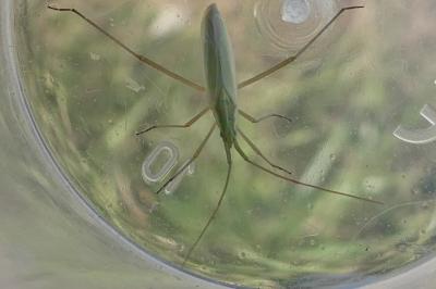 <i>Megaloceroea recticornis</i>