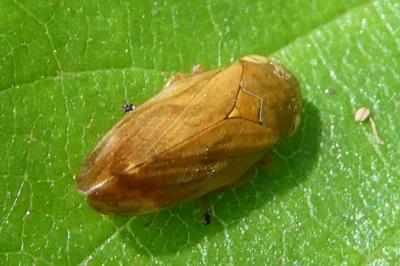 <i>Philaenus spumarius</i>