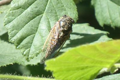 <i>Cicadetta</i>