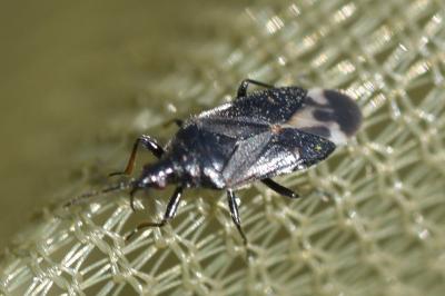 <i>Anthocoris sarothamni</i>