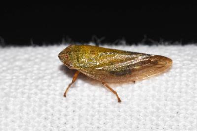 <i>Aphrophora</i>
