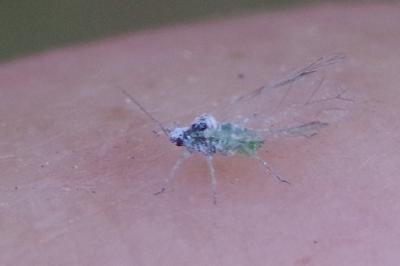 <i>Hyalopterus pruni</i>
