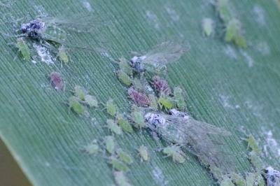 <i>Hyalopterus pruni</i>