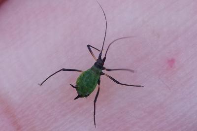 <i>Megoura viciae</i>