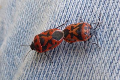 <i>Eurydema ornata</i>