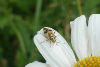 <i>Lygus pratensis</i>