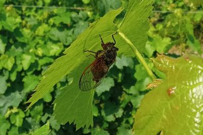 <i>Tibicina haematodes</i>