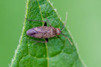 <i>Lepidargyrus ancorifer</i>