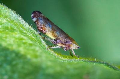 <i>Fieberiella florii</i>